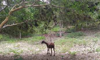 Imagem 7: Chácara fantástica Maricá
