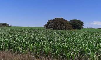 Imagem 3: Fazenda DF-310 194 Hectares !!! 10.670.000 !!!