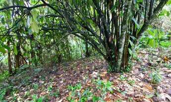 Imagem 7: 5 hectares cheio de frutas e nacsente própria 87 mil reais