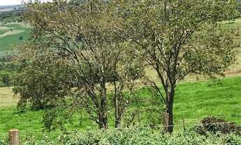 Imagem 5: Fazenda para venda em Martinesia com 82 alqueires
