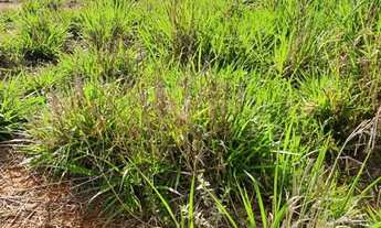 Imagem 3: Chácara em Rio Casca