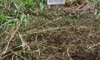 Imagem 2: VENDE-SE ÁGIO DE TERRENO - ALTO DAS PALMEIRAS - CAMPO NOVO DO PARECIS