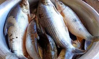 Imagem 5: Vendo Rancho em Itapetininga