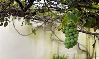 Imagem: Casa no Jardim Tropical em Aparecida de