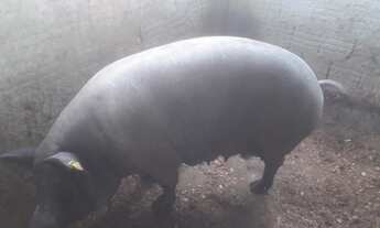 Imagem 6: Sitio Pequeno Mas Com Ótima Estrutura//,4,84 Hectares Irrigado