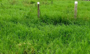 Imagem 2: FAZENDA SÃO FÉLIX XINGU - PA