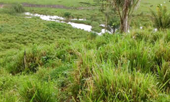 Imagem 5: FAZENDA SÃO FÉLIX XINGU - PA