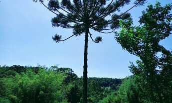 Imagem 7: Ótima chácara na serra da mantiqueira em Virgínia no sul de MG