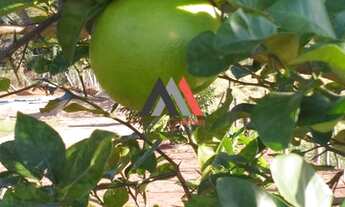 Imagem 4: Chácara em Crucilândia de 2000m²