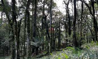 Imagem 3: Terreno no Residencial Pinheiro Grosso em Canela!