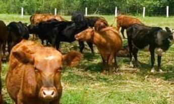 Imagem 4: TAQUARI - Terreno Padrão - Interior