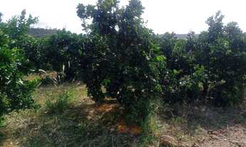 Imagem 3: Sítio de laranja em Estância