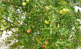 Imagem 6: Casa com terreno de 1000 metros aceito troca em carros
