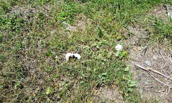 Imagem 7: Um dos últimos terrenos de 750 m² em Jurerê Internacional