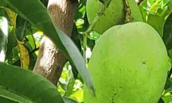 Imagem 5: LINDO SÍTIO PRA MORAR OU VERANEIO - 800M2 - 24X33