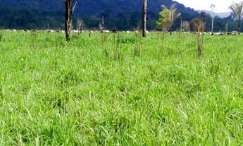 Imagem 3: FAZENDA SÃO FÉLIX XINGU - PA