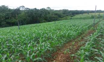 Imagem 4: Sitio Pequeno Mas Com Ótima Estrutura//,4,84 Hectares Irrigado