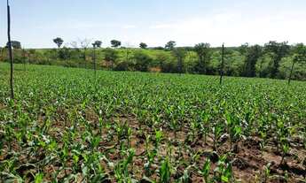 Imagem 2: Sitio Pequeno Mas Com Ótima Estrutura//,4,84 Hectares Irrigado