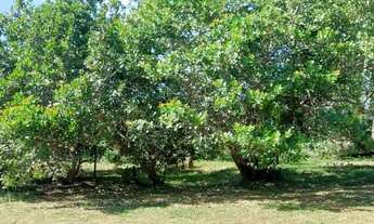 Imagem 2: Fazenda/Sítio/Chácara para venda tem