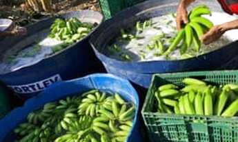Imagem 2: Ótima Fazenda com 44 hectares na região de Touros