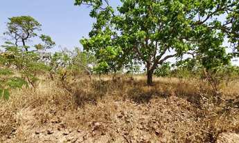 Imagem 3: Fazenda de 102 Alqueires a 80 km de Araguari