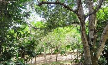 Imagem 6: Sítio margens afluente do Tarumã Rua do Riacho Tarumã Açu