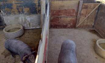 Imagem 3: Fazenda/Sítio/Chácara para venda com 9,9 hectares saída para o Prata!