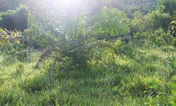 Imagem 6: Fazenda para venda tem 51 Alqueires em Zona Rural - Uruana - GO
