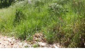 Imagem 1: Terreno em Terra Preta de 280 m² - R$ 100 mil