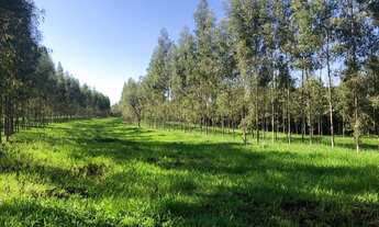 Imagem 5: Fazenda com cana e engenho