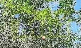 Imagem 6: Descubra seu Refúgio Exclusivo em Pinhais: Chácara no Condomínio Greenfields