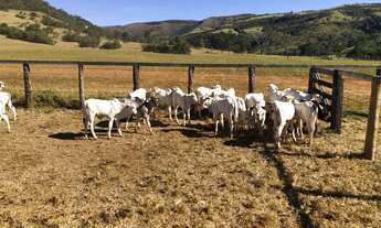 Imagem 4: Fazenda Fazenda / sítio com venda por R$7.900.000