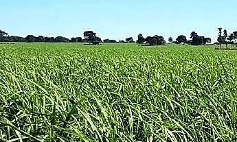 Imagem 5: FAZENDA NO MUNICÍPIO DE QUIRINÓPOLIS - 140 ALQUEIRES