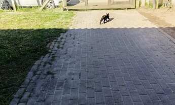 Imagem 5: Casa em Lami Casa com 2 dormitórios