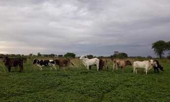 Imagem 5: Vende-se Fazenda 260 hectáres as margems do Rio São Francisco 70 km de Bom Jesus da Lapa
