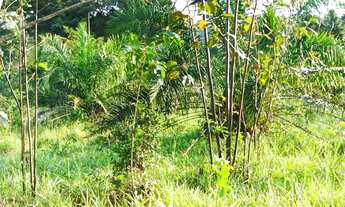 Imagem 7: Fazenda para venda tem 51 Alqueires em Zona Rural - Uruana - GO