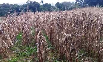 Imagem 7: Excelente Chácara Sem Benfeitorias