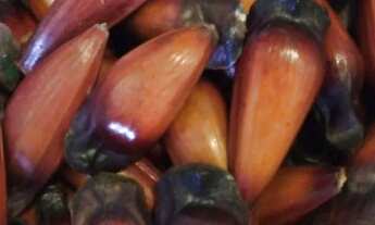 Imagem 7: Chacrinha próximo do centro da cidade de Juquitiba 11 9 3329-5660