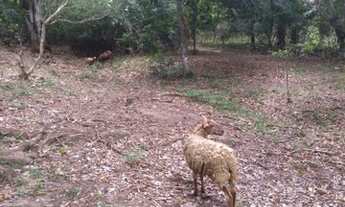 Imagem 2: Chácara fantástica Maricá