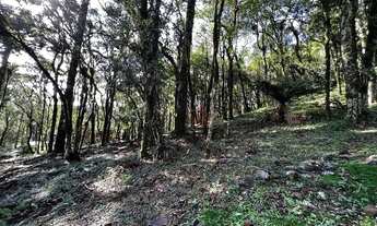 Imagem 2: Terreno no Residencial Pinheiro Grosso em Canela!