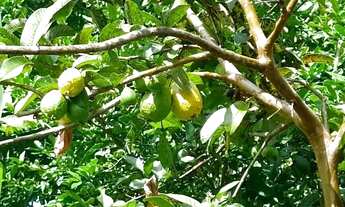 Imagem 3: Vendo pequeno sítio no Caboto