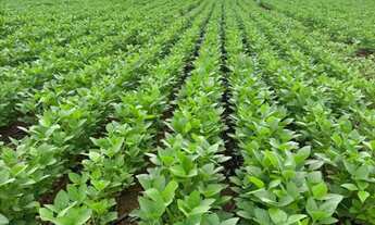 Imagem: Fazenda de Lavoura 46 Alqueires!