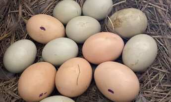 Imagem 6: Sítio oportunidade, 11 alqueire