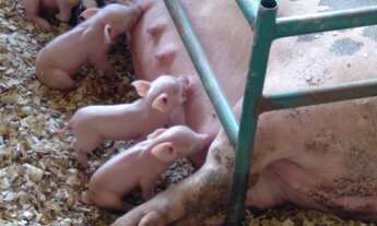 Imagem 7: Sitio Pequeno Mas Com Ótima Estrutura//,4,84 Hectares Irrigado