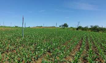 Imagem 3: Sitio Pequeno Mas Com Ótima Estrutura//,4,84 Hectares Irrigado