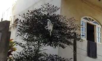 Imagem: Vendo casa dois andares