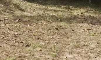 Imagem 7: Sítio com igarapé negócia