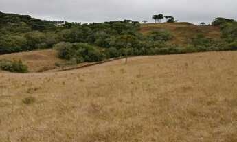 Imagem 6: 70 hectares de campo em São Francisco de Paula RS