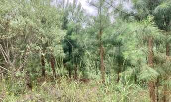 Imagem 4: Terreno - Bairro Dutra