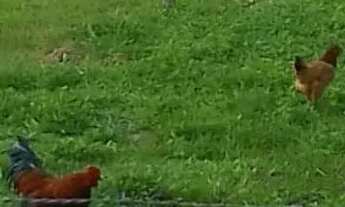 Imagem 7: Vende se terreno condomínio aberto